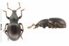 Otiorhynchus sp.